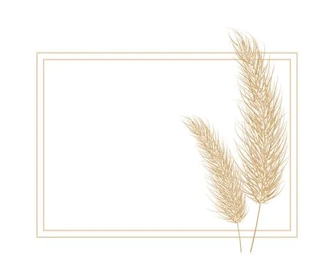 Pampas dry grass frame. Branch of pampas grass. Panicle, feather flower head Stock Illustration