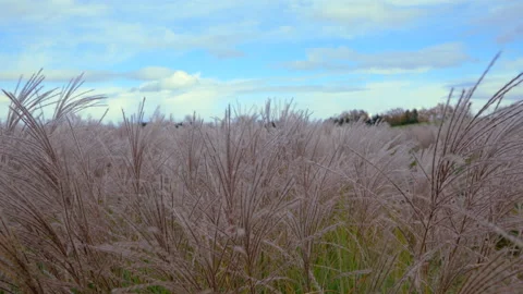 In the Pampas field Stock-Footage 223539635