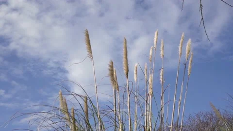 Pampas Stock Footage 149965382