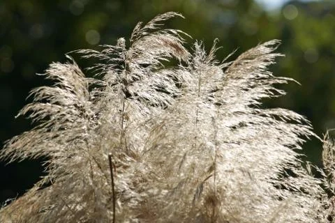 Pampas Grass 2 스톡 사진