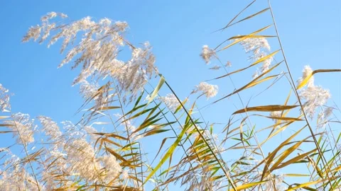 Pampas grass against the sky close-up, natural background. Stock Footage 220191782