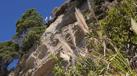 Pampas Grass and Cliff face Video stock 23064628