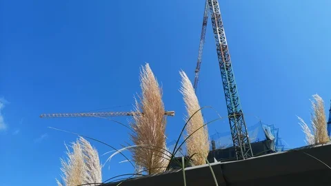 Pampas grass and cranes Video stock 94610102