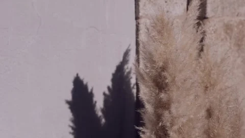 Pampas grass and cypress shadow on white wall Video stock 303837649