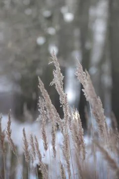 Pampas grass back lighted soft natural colors, abstract background, bontanical Stock Photos