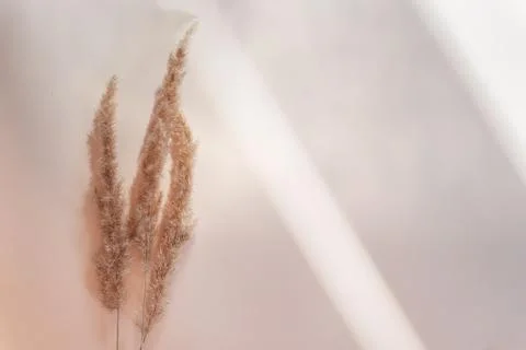 Pampas grass on a beige background Stock Photos