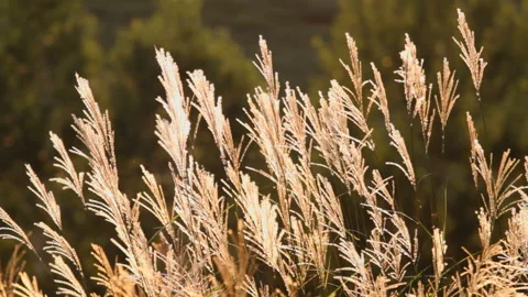 Pampas Grass Blossoms 스톡 동영상 327253039