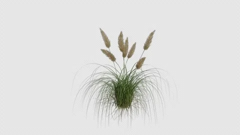Pampas Grass blowing in the wind. Alpha Channel. Loop Animation Stock Footage 291012711