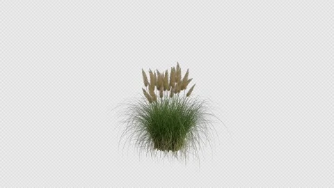 Pampas Grass blowing in the wind. Alpha Channel. Loop Animation Stock Footage 291012849