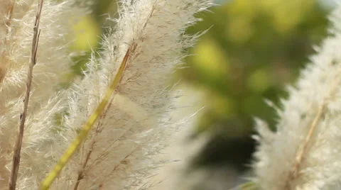 Pampas grass blowing in wind Stock Footage 958057