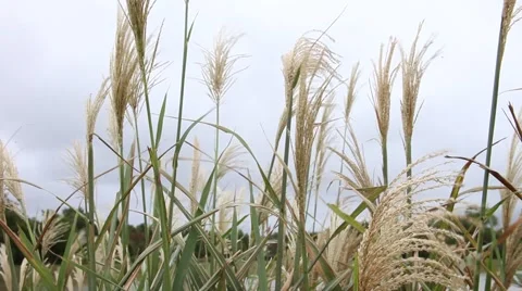 Pampas grass blowing in the wind. Video stock 42685519