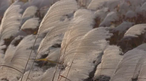 Pampas Grass Blowing in the Wind Stock Footage 69038757