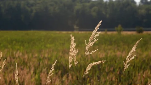 Pampas Grass blowing in the wind Stock Footage 113977651
