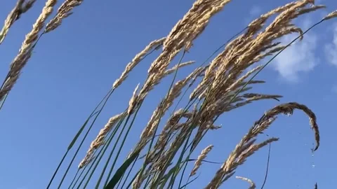 Pampas Grass blowing in the wind Stock Footage 265800835