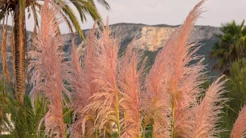 Pampas Grass Blowing in Wind with Palm Trees and Montgo Mountain Background, Stock Footage 344574558
