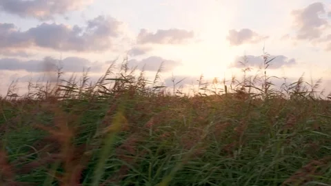Pampas grass blowing in the wind at sunset Stockbeeldmateriaal 315340253