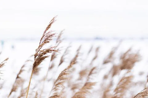 Pampas grass branches on the background of winter nature. Фото