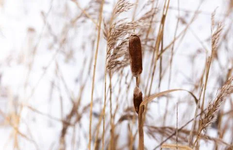 Pampas grass branches on the background of winter nature. Фото