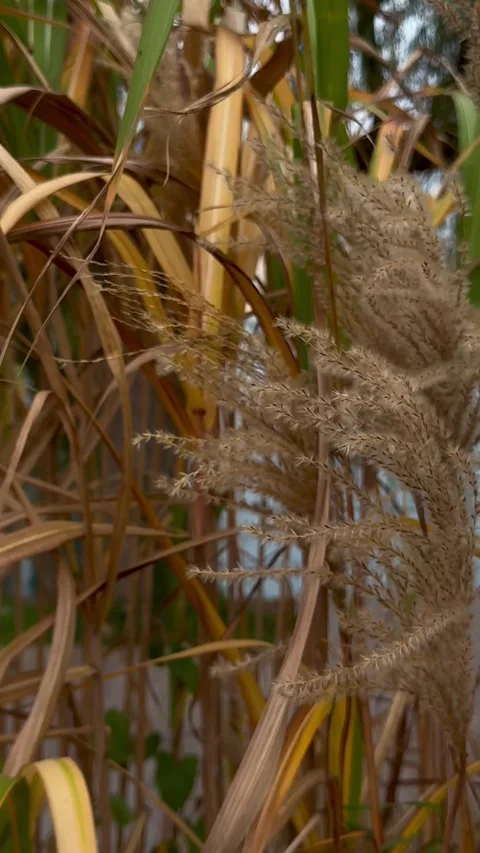 Pampas Grass Close-Up in Natural Light Video stock 313889152