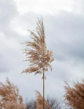 Pampas grass at cloudy sky background. Natural landscape of field with dry re Stock Photos