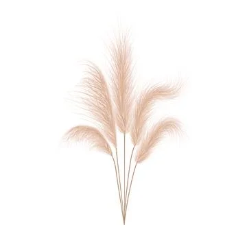 Pampas Illustrations ~ Stock Pampas Vectors & Clip Art