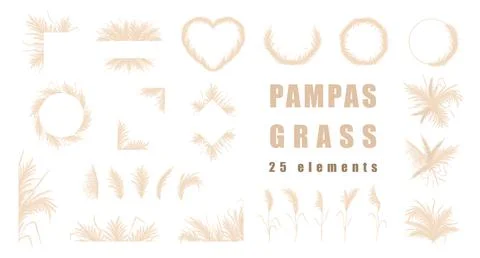 Pampas grass collection. Set of wedding bouquets, frame and borders. Vector Stock Illustration