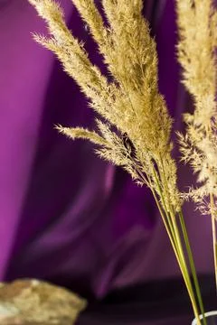 Pampas grass on a colored background. a fluffy twig. Background for advertisi Stock Photos