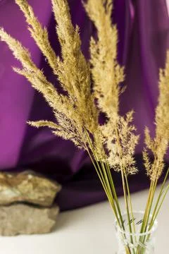 Pampas grass on a colored background. a fluffy twig. Background for advertisi Foto stock