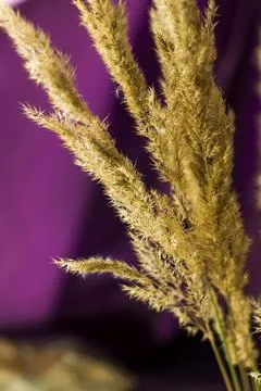 Pampas grass on a colored background. a fluffy twig. Background for advertisi Stock Photos