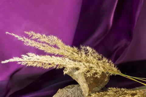 Pampas grass on a colored background. a fluffy twig. Background for advertisi Stock Photos