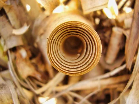 Pampas Grass Curl Stock Photos