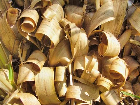 Pampas Grass Curls Stock Photos