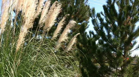 Pampas Grass Stock Footage 77814
