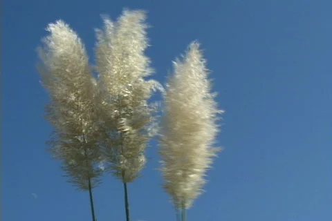 Pampas Grass Stock Footage 534615