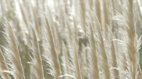 Pampas Grass Stock-Footage 731966