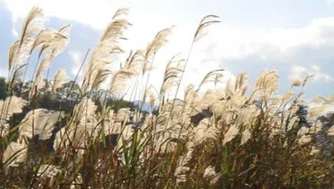 Pampas grass Stock Footage 10564198