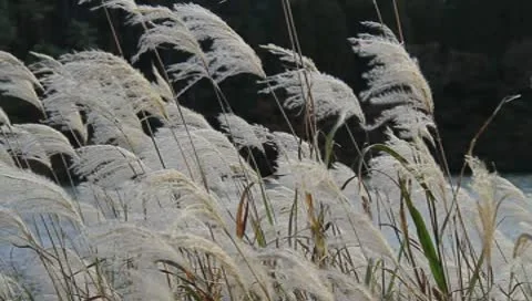 Pampas grass Stock Footage 10564200
