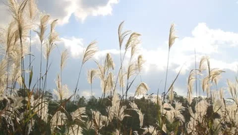 Pampas grass Stock Footage 10564202