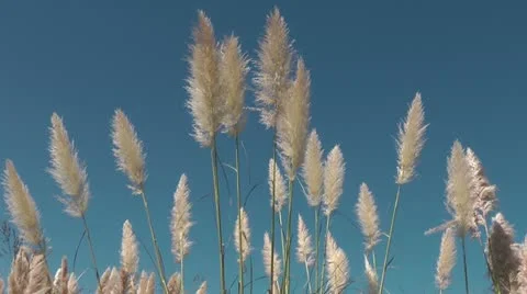 Pampas Grass Stock-Footage 10856797