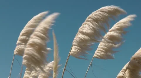 Pampas Grass Vidéo 10856914