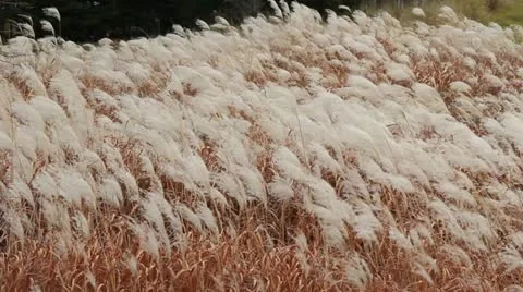 Pampas grass Stock Footage 12363883