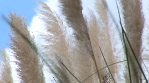 Pampas Grass Stock Footage 33604076