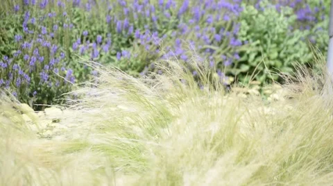 Pampas Grass Stock Footage 51802877