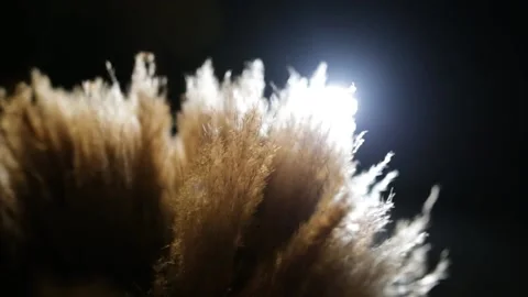 Pampas grass Stock-Footage 152834173