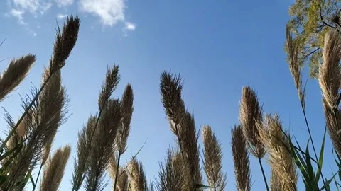Pampas grass Video stock 276894583