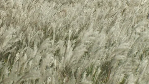 Pampas Grass Vídeos de archivo 332760172
