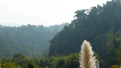 Pampas Grass in Foreground with Misty Tropical Forest Hills Stock Footage 329841353