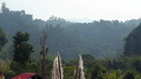 Pampas Grass with Forest Hills and Rural Rooftop Stock Footage 329841253