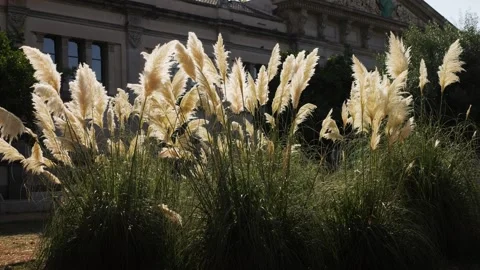 Pampas Grass is in Full Bloom, Displaying Its Beauty Against a Stunning Stock Footage 289669212