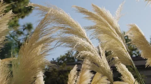 Pampas Grass is in Full Bloom, Displaying Its Beauty Against a Stunning Stock-Footage 289669232